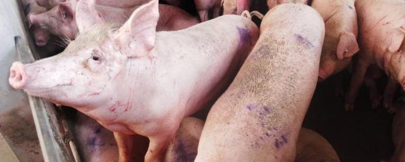 母猪产仔间隔时间长怎么办,刚出生的小猪拉黄白痢怎么办