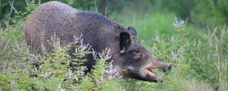 野猪怕什么如何赶野猪,下野猪地脚套的诀窍