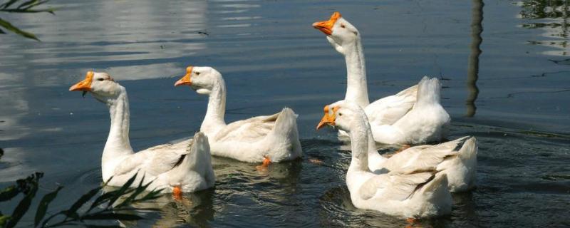 中国四大名鹅品种,最大的鹅是什么品种
