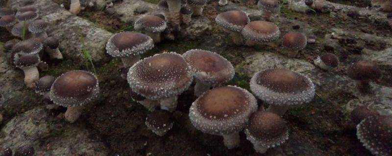 香菇母种制作技术,香菇种植利润怎么样