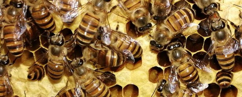 中蜂王台多久看一次,蜂群没有蜂王会结团吗