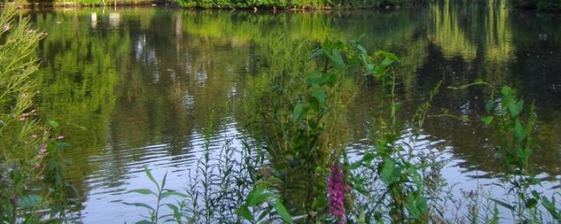 轮虫的出现说明水质,轮虫怎么培养繁殖快