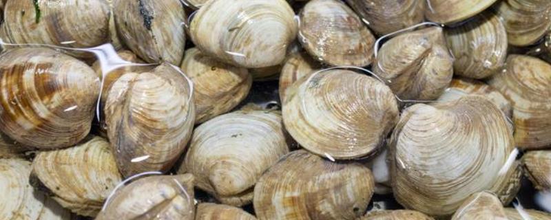 蛤蜊能用自来水养吗,养殖期大概多少天