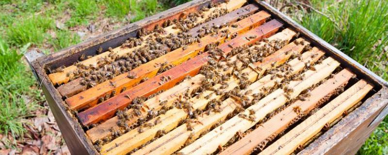 楼顶养蜂夏天温度高怎么解决,意蜂带仔治螨新技巧