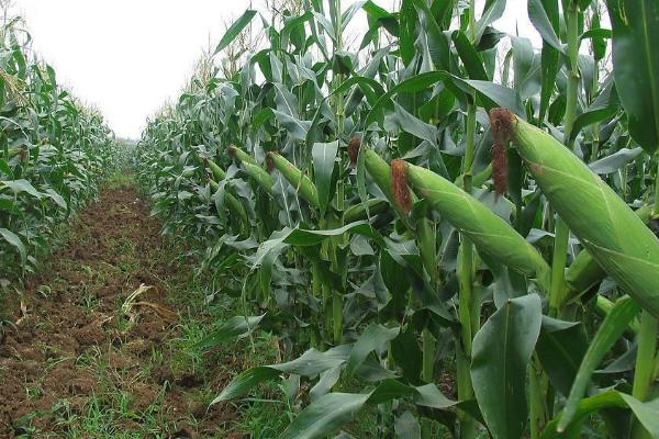 双国审玉米品种有哪些