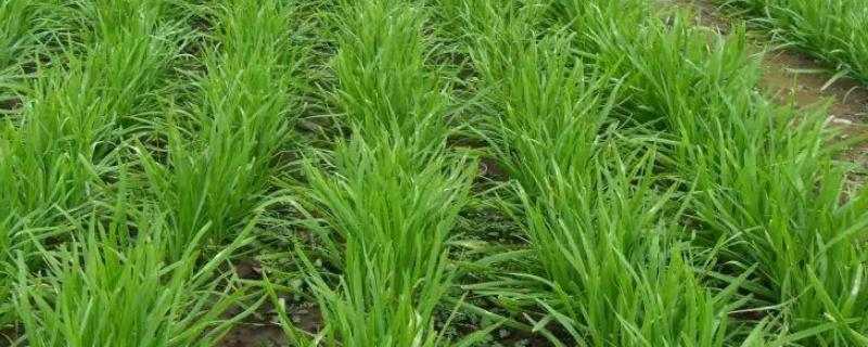 韭菜育苗新方法,韭菜需要阳光充足吗