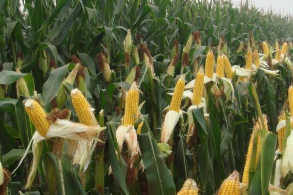 宏硕1799玉米特征特性,附简介