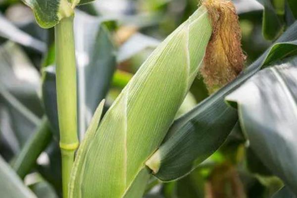 宏硕1799玉米特征特性,附简介