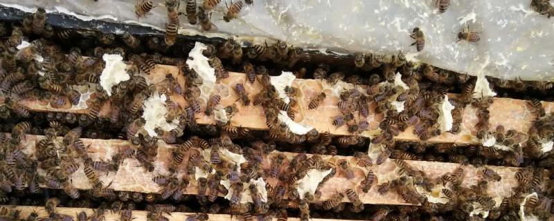 怎样让蜂王尽快恢复产卵,蜂王产卵需要什么条件