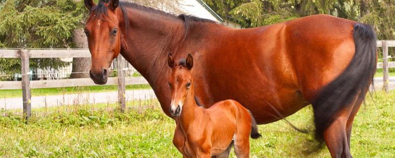 马是咋样配的,马几个月下马驹