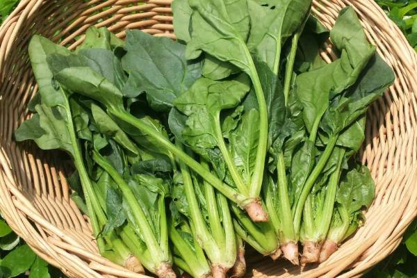 2月3月种什么蔬菜