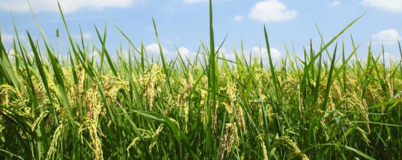 绥粳106水稻种子的主要特征，附简介