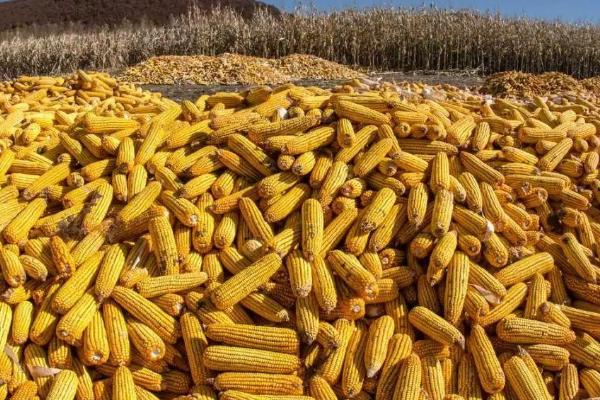 中天308玉米种特征特性