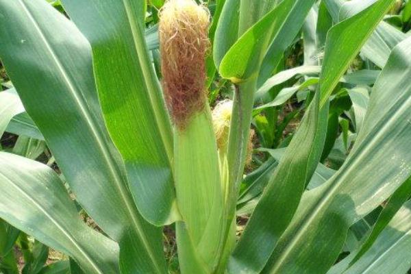 玉米种瑞普909表现特征,附简介