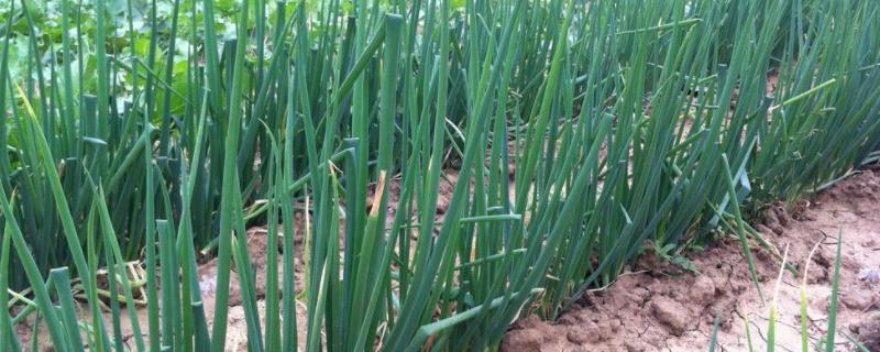 小葱亩产量一般是多少公斤,附种植技术