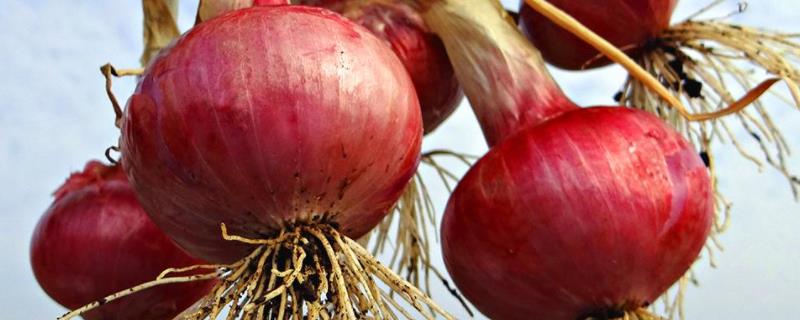 洋葱立春后的田间管理，什么时候种植合适