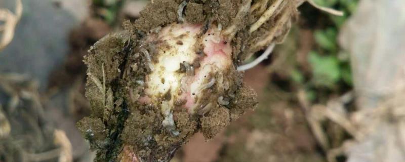 噻虫胺防治地下害虫,持效期是多少天