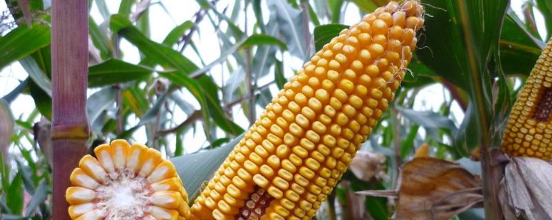 玉米的生长温度大概是多少,温度10度左右可以播种吗