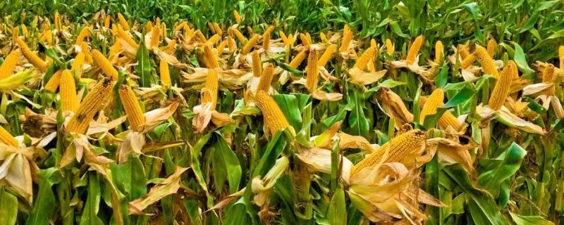 玉米在什么温度下播种,适合2400到2500积温玉米种子