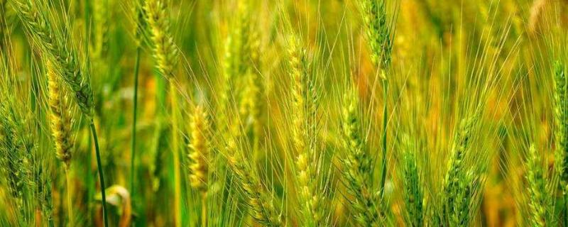 小麦拔节期如何管理,小麦套餐都是什么药