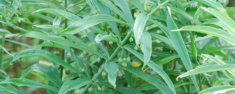 黄精一亩地种多少株种苗,种植黄精要具备什么条件