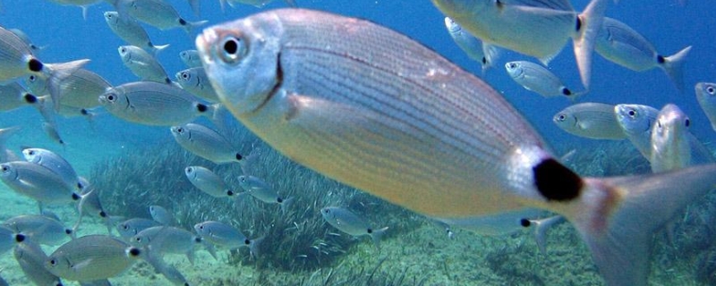 常见的海鱼有哪些,附图片和品种