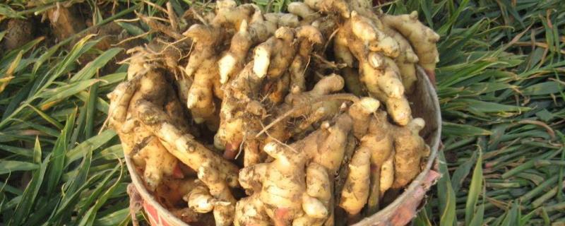 一亩地种姜多少斤,附生姜种植方法
