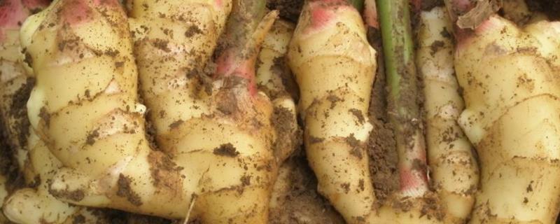 怎么种生姜,怎样种植才高产