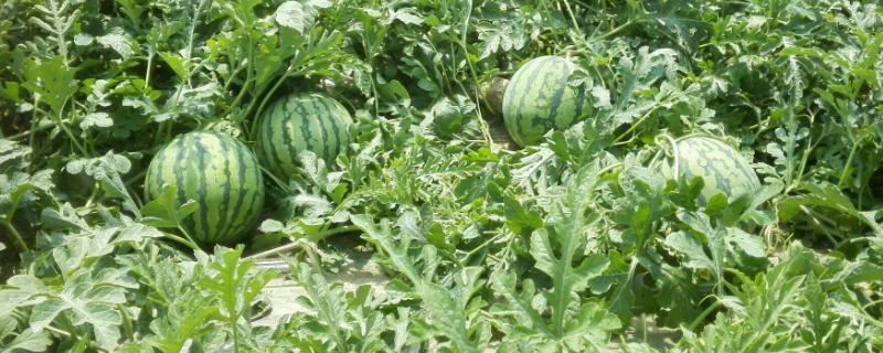 西瓜花没有花粉怎么办,西瓜药物授粉怎么使用