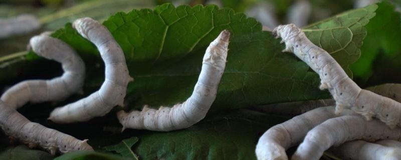 学生养蚕的方法和步骤,要注意什么
