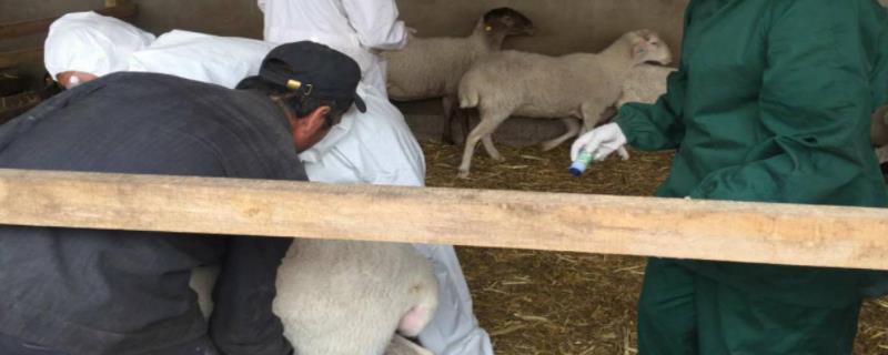 羊打小反刍注射哪个部位,附注意事项