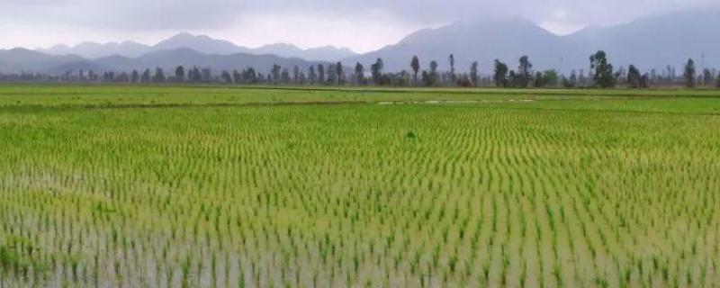 农业生态效益有哪些,有哪些表现形式