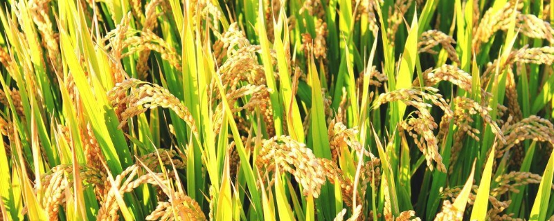 水稻肥料最佳配比，附使用注意事项