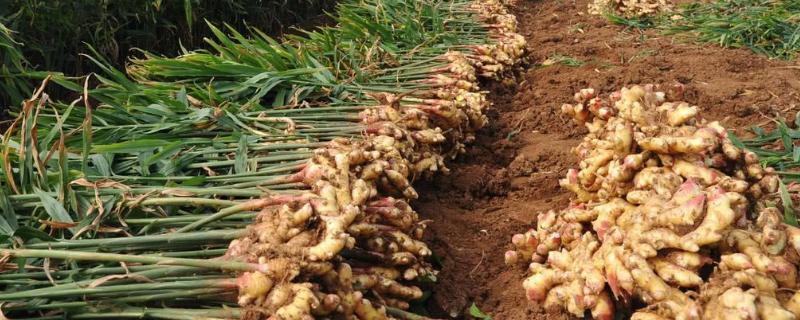 一亩地能产多少生姜,附生姜的种植方法
