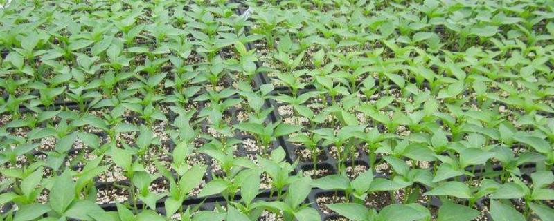 蔬菜育苗盘育苗方法,温度控制在多少合适