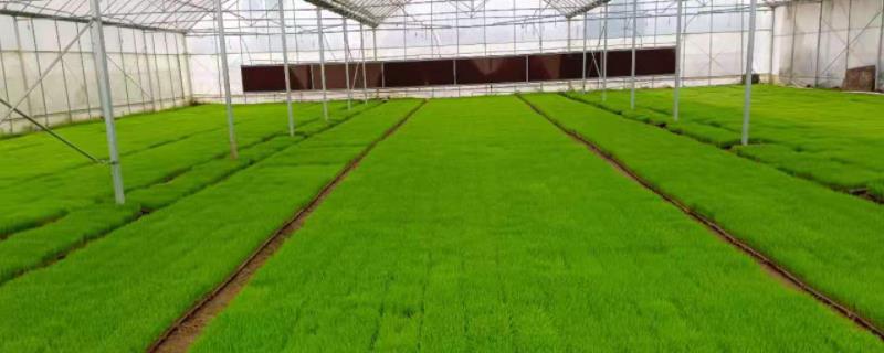 水稻育苗盘育苗方法,温度控制在多少合适