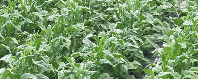 烟草育苗的6个要求,温度控制在多少合适