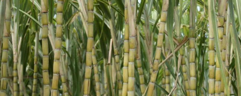 甘蔗育苗方法和时间,温度控制在多少合适