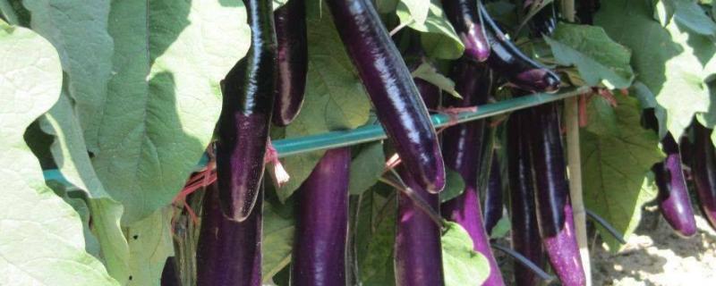 茄子怎样育苗,苗盘育苗方法