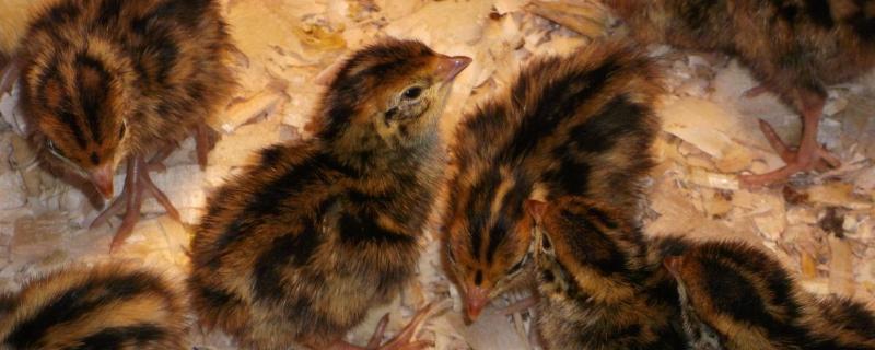 鹌鹑室内养的危害,鹌鹑养殖周期要多久