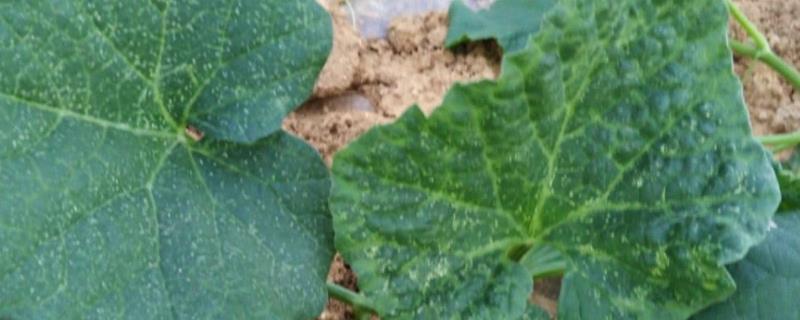 甜瓜病毒病图片及防治,甜瓜打完膨大药的温度管理