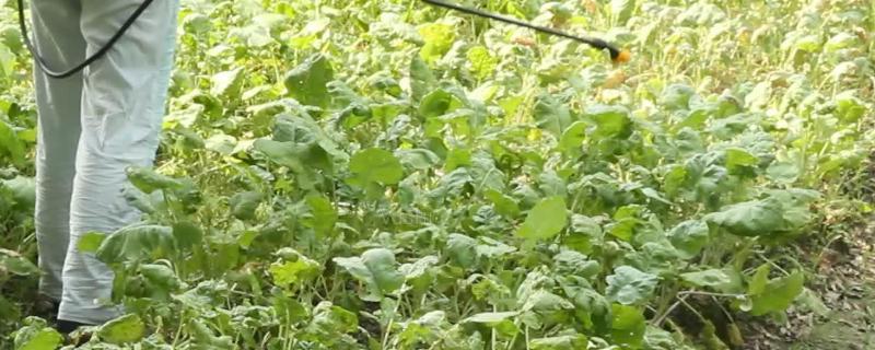 酸性农药和碱性农药一览表，杀虫农药特效药一览表