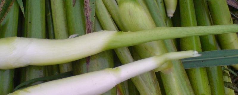 茭白的种植和管理方法,野生茭白怎么除死