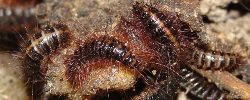 家里为什么会有皮蠹幼虫,怎么才能彻底消灭