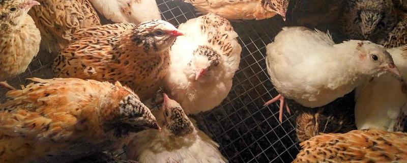 鹌鹑怎么养殖下蛋多,养殖多久下蛋,一天几个