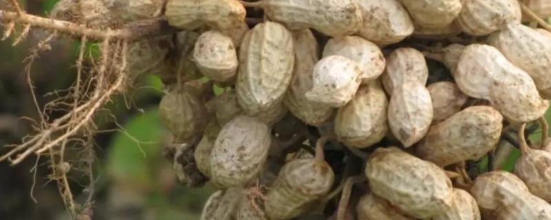 花生的种植技术,附种植最佳行距株距