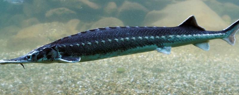 寻鱼怎样养殖,鲟鱼养殖条件