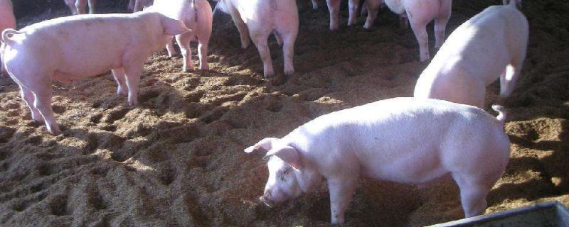 猪瘟打什么针见效快,猪瘟疫苗的用法与用量