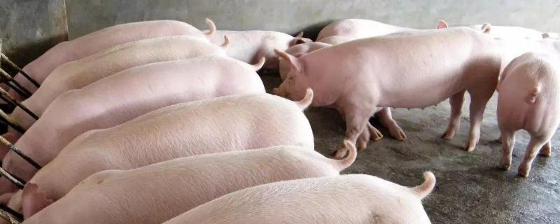 猪口蹄疫潜伏期多少天,猪口蹄疫的预防与控制措施有哪些