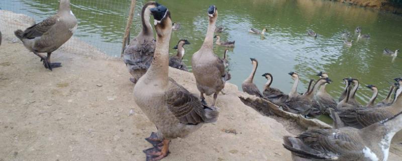 什么鹅体型最大,怎么能让大鹅不叫出声音